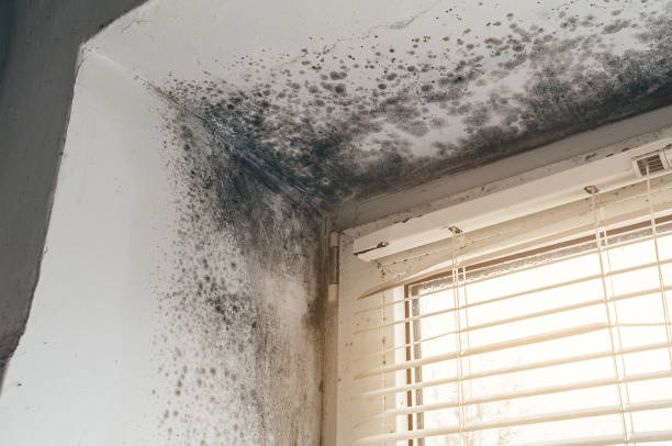 Affordable Mold Remediation solutions in Hazel Dell, WA